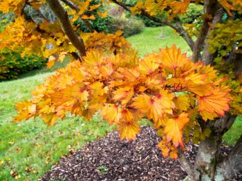 Acer Shirasawanum cv Aureum in Autumn Colours