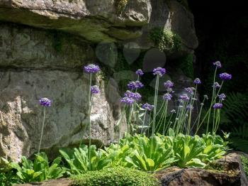 Scabious Flowers Growing in the Garden at Hever Castle
