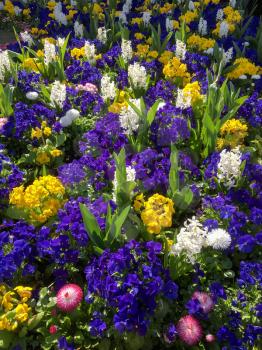 Colourful Bed of Flowers in East Grinstead
