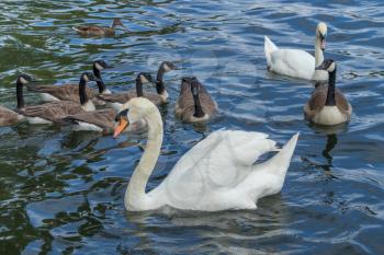 Mute Swans and Canada Geese on the River Thames at Windsor