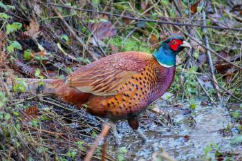 Pheasant standing in a muudy pool of water