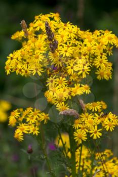 Common Ragwort (Jacobaea vulgaris) flowering near Ardingly Reservoir in Sussex