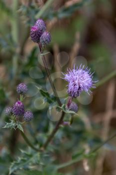 Creeping Thistle (Cirsium arvense) flowering in the Yorkshire Dales