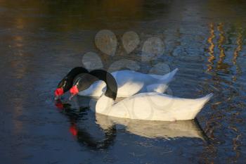 Black_necked Swans (cygnus melancoryphus)