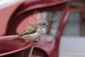 Sparrow (Passeridae)