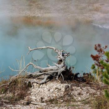 Dead Tree Stump at the Grand Prismatic Spring