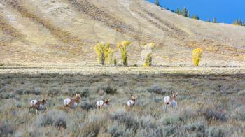 Pronghorn (Antilocapra americana) on the Run