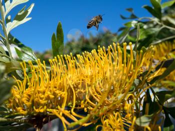 Bee leaving an unidentified tree in Marbella full of yellow flowers