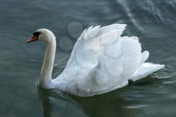 Swan on Lake Maggiore Piedmont Italy