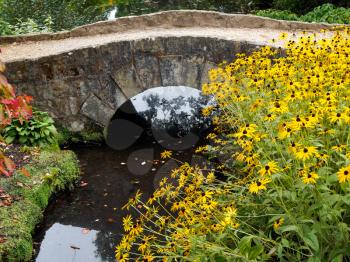 Black-eyed Susan Flowers by a Small Bridgeat Wakehurst Place in Sussex
