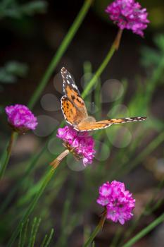 Close-up of a Painted Lady (Vanessa cardui) Butterfly