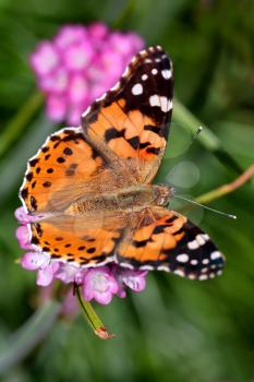 Close-up of a Painted Lady (Vanessa cardui) Butterfly