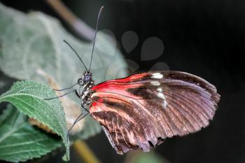 Postman Butterfly (Heliconius melpomene