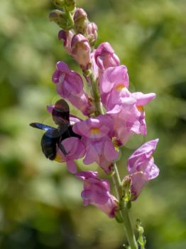 Carpenter Bee (Xylocopa)
