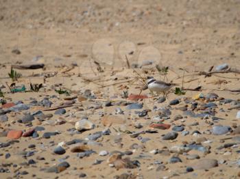 Ringed Plover (Charadrius hiaticula) at Covehithe in suffolk