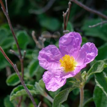 Cretan Rock Rose (Cistus creticus L.)