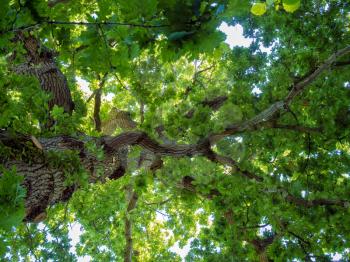 Backlit Oak Tree in Kent