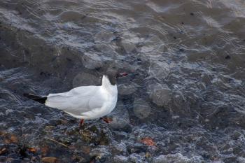 Black-headed Gull Wading along the River Thames