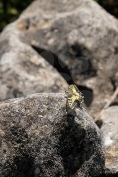 Swallowtail Butterfly at Mount Calamorro near Benalmadena Spain