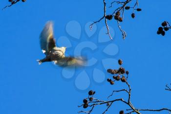 Siskin (Carduelis spinus) in Flight at Fowlmere Nature Reserve