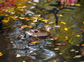 Mallard  amongst Autumn Leaves on a Lake