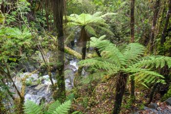 Temperate rain forest in New zealand