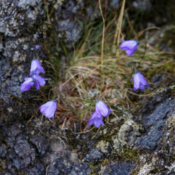 Blue Harebell Flowering in Scotland