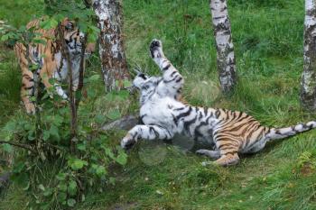 Siberian Tiger (Panthera tigris altaica) or Amur Tiger