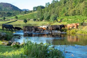 Cattle crossing the ford at Watendlath Tarn