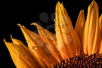Sunflower (Helanthus annuus) Petals