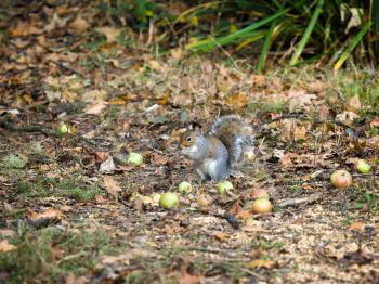 Grey Squirrel (Sciurus carolinensis) at Warnham Nature Reserve