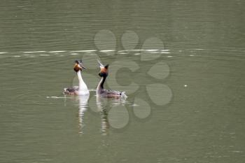 Great Crested Grebes  (podiceps cristatus)