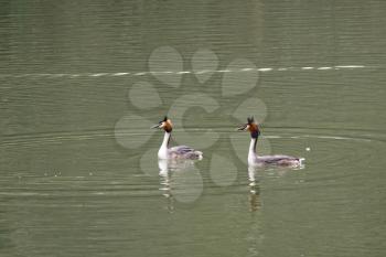 Great Crested Grebes  (podiceps cristatus)