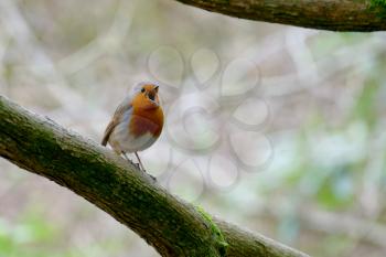 Robin Singing His Heart Out