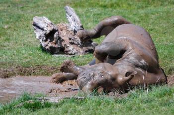 Rolling Rhinoceros (Rhinocerotidae) at Port Lympne Wild Animal and Safari Park