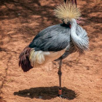 Black Crowned Crane at the Bioparc in Fuengirola