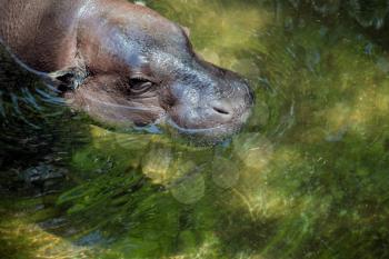 Pygmy Hippopotamus (Choeropsis liberiensis or Hexaprotodon liberiensis)