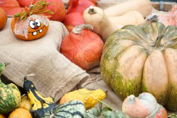 A Group of Colourful Gourds in Friedrichsdorf
