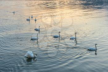 Swans on Lake Maggiore
