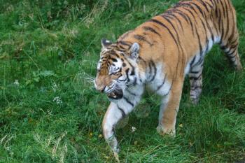 Siberian Tiger (Panthera tigris altaica) or Amur Tiger