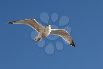 Common Gull (Larus canus) in flight at Worthing