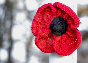 Special knitted poppy to Commemorate the ending of the First World War
