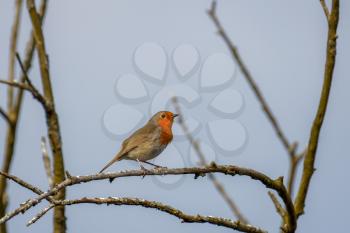 Robin (erithacus rubecula) perched on a branch in springtime