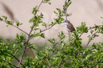 Lesser Whitethroat (Sylvia curruca)  perched in an Hawthorn tree