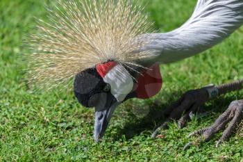 Black Crowned Crane searching for food