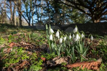 Snowdrops flowering in January in Folkington East Sussex