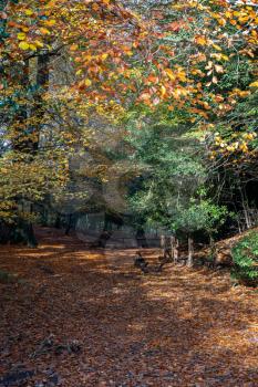 Autumnal view of the Ashdown Forest  in East Sussex