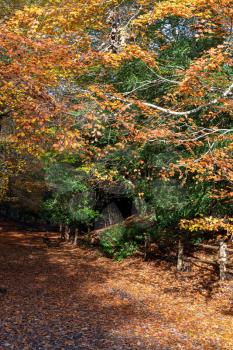 Autumnal view of the Ashdown Forest  in East Sussex