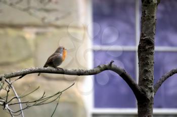 Robin (Erithacus rubecula) singing away in winter
