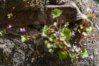 Ivy leaved Toadflax growing on a wall in Bristol